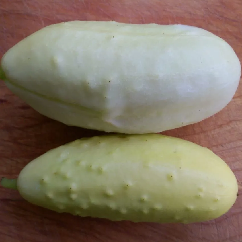 De Tuinen van MergenMetz White Wonder witte komkommer zaden 10 zaden