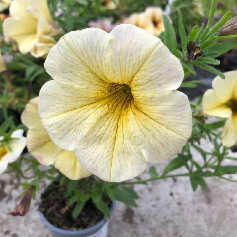 World Botanics Beautical French Vanilla petchoa 5 planten