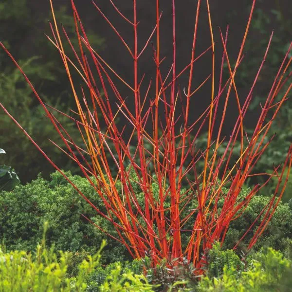 World Botanics Anny's Winter Orange kornoelje plant 9cm