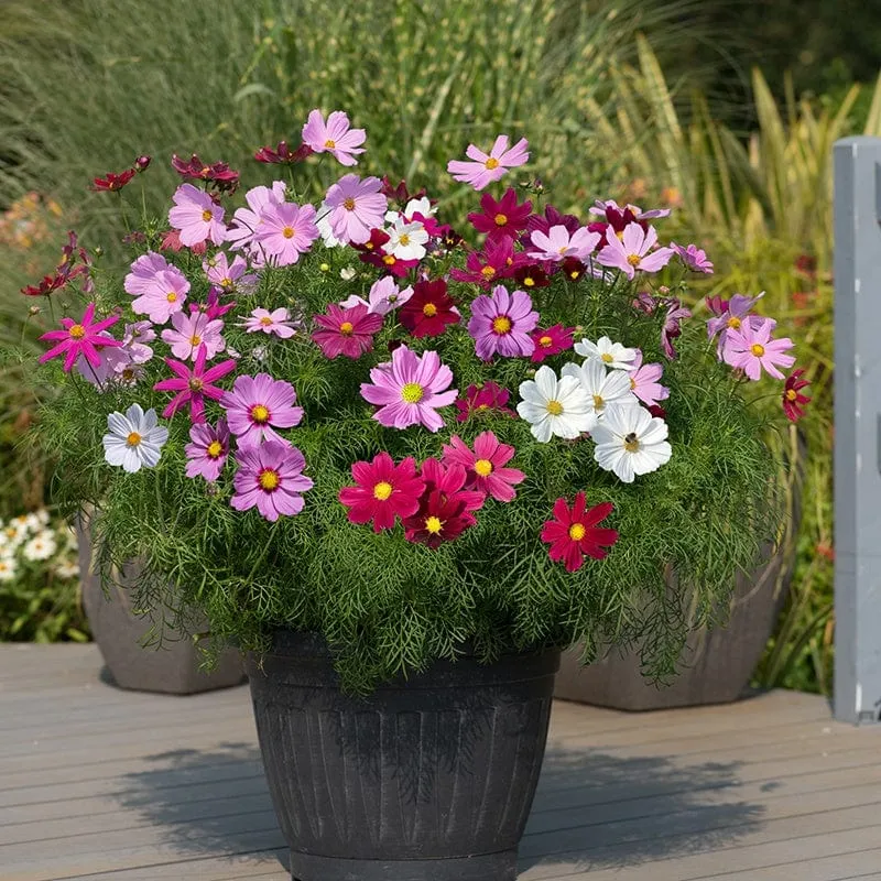 Cosmos Sonata Mixed tuinplanten compact roze-wit mix
