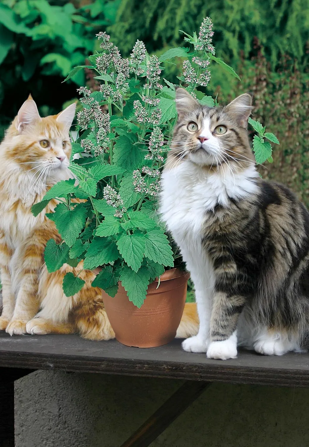 World Botanics Catnip Catmint zaden kattenkruid onbespoten