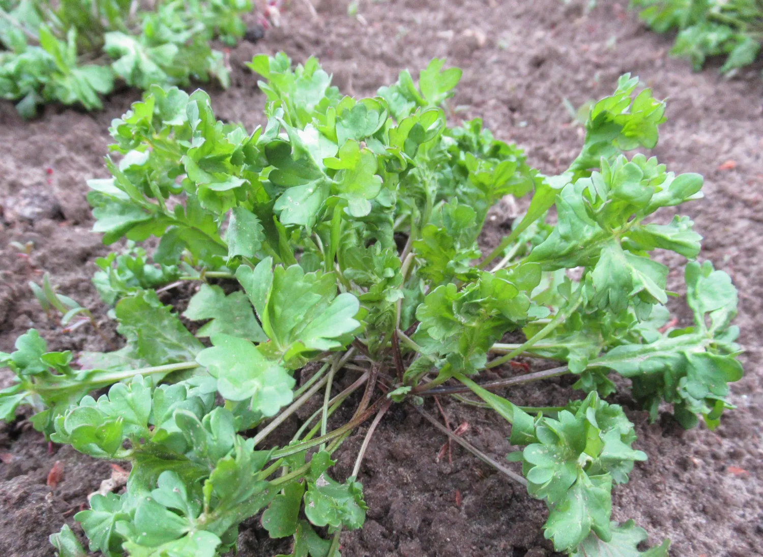 Vitale Rassen Tuinkers Wrinkle Krinkle zaden