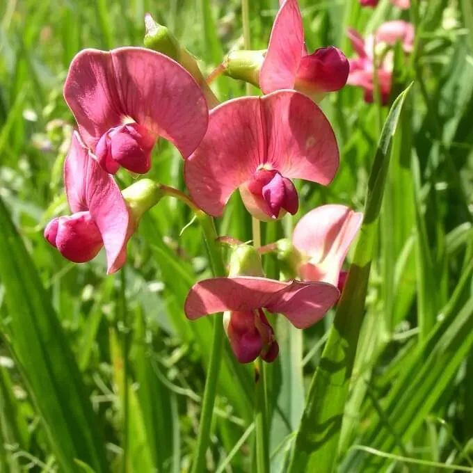 MediGran Lathyrus sylvestris Boslathyrus zaden onbespoten
