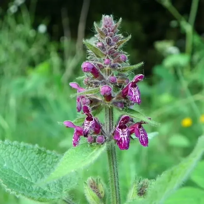 MediGran Stachys sylvatica Bosandoorn zaden schaduwrand