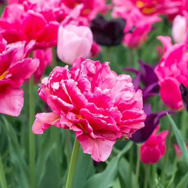 World Botanics Chato tulpenbollen 15 stuks dubbel roze