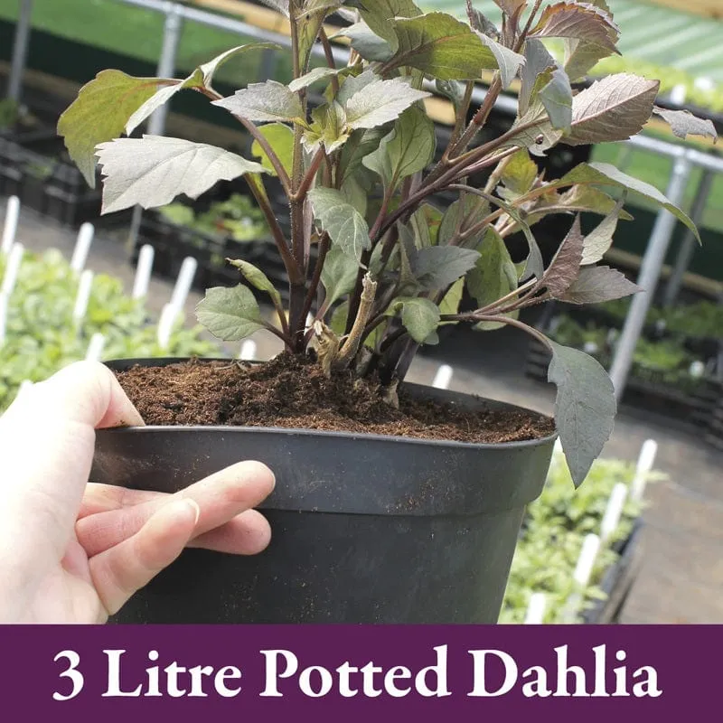 World Botanics Dahlia Cafe au Lait Royal knol crème-roze 1 stuk