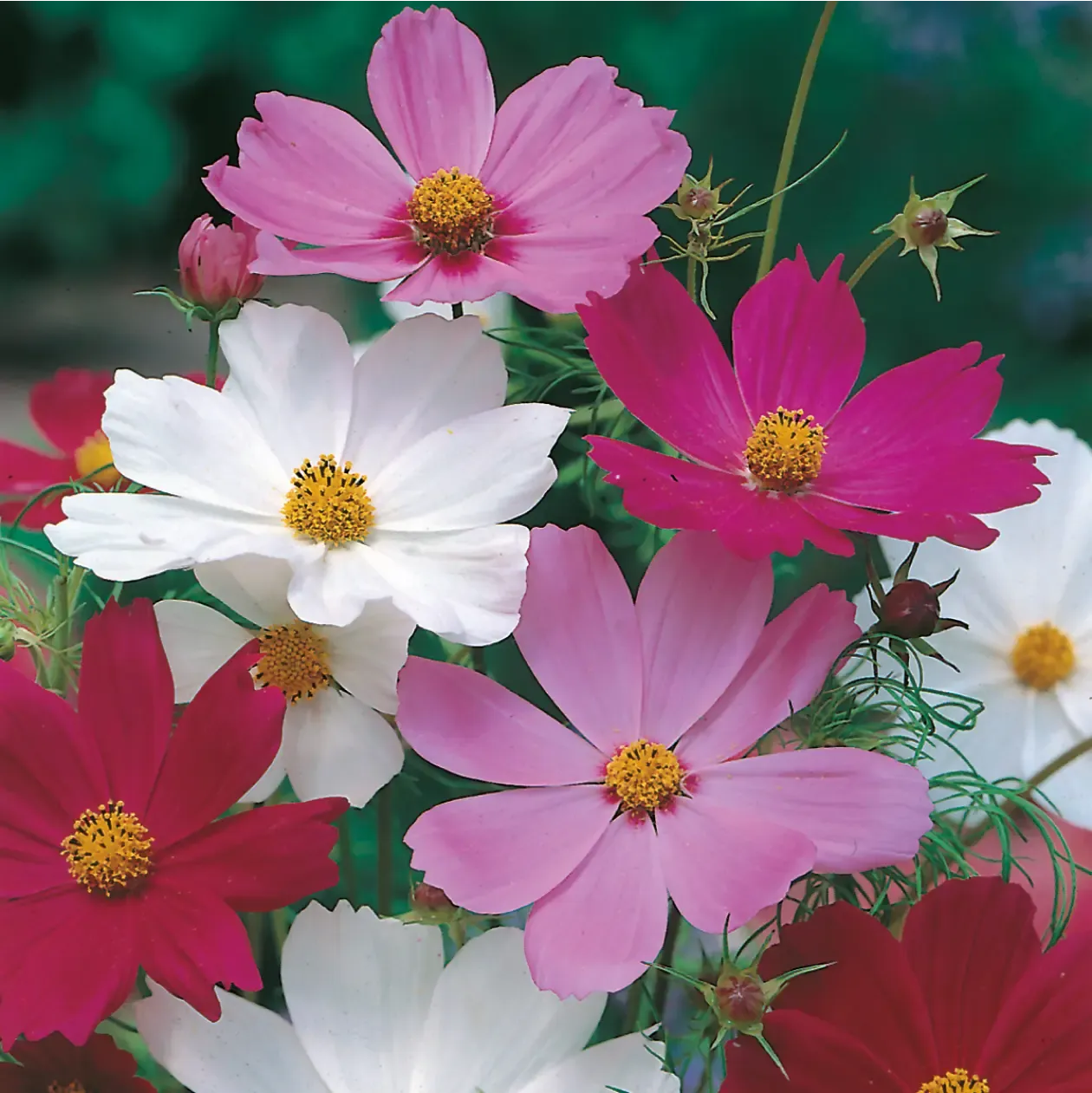 Johnsons Cosmos Sensation Mixed bloemzaden roze wit