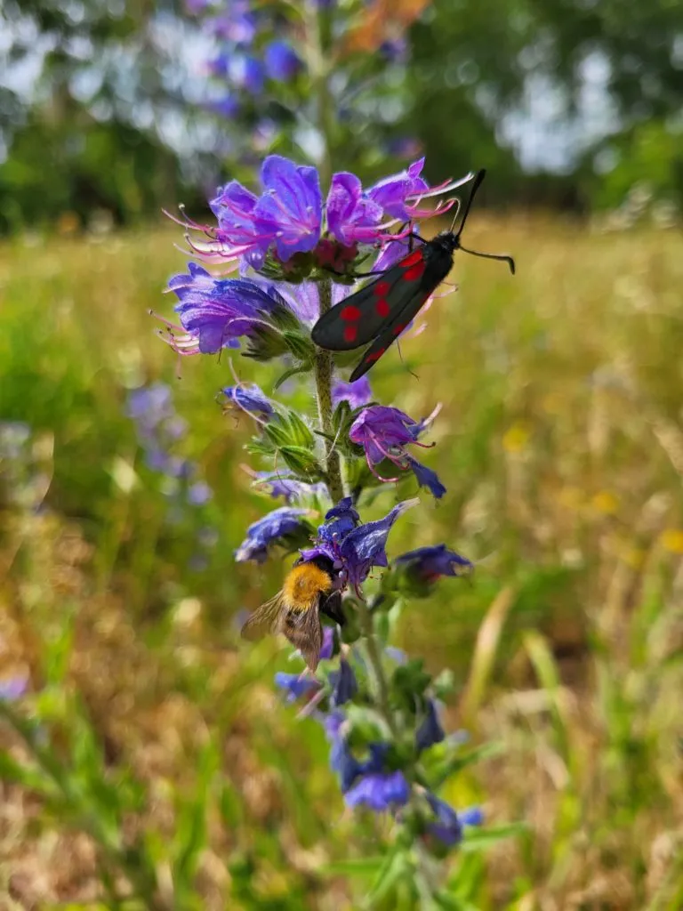 MediGran Echium vulgare Slangenkruid zaden onbespoten