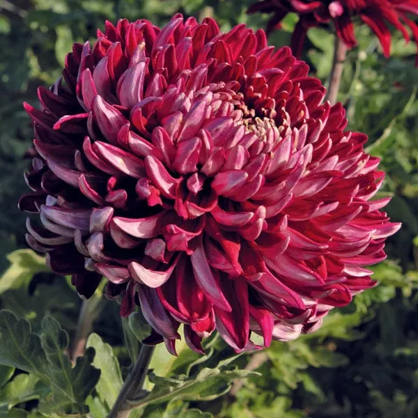 World Botanics Chrysanthemum Dartmoor Collectie 5 planten