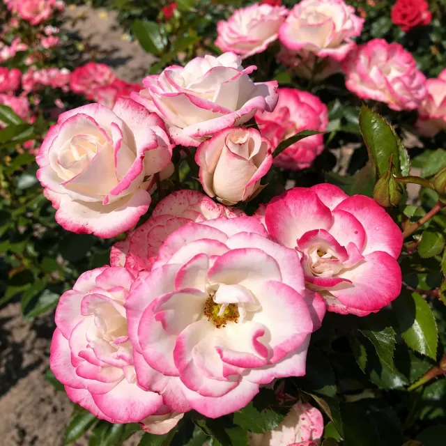 World Botanics Art Deco floribunda roos kale wortel wit-roze