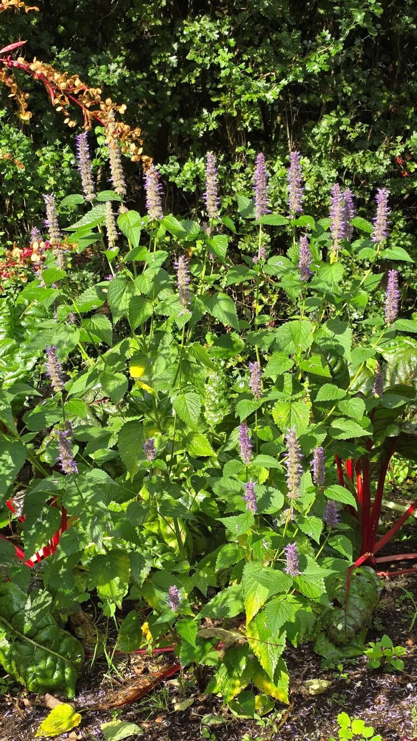 De Tuinen van MergenMetz Agastache cana dropplant P9 geurend