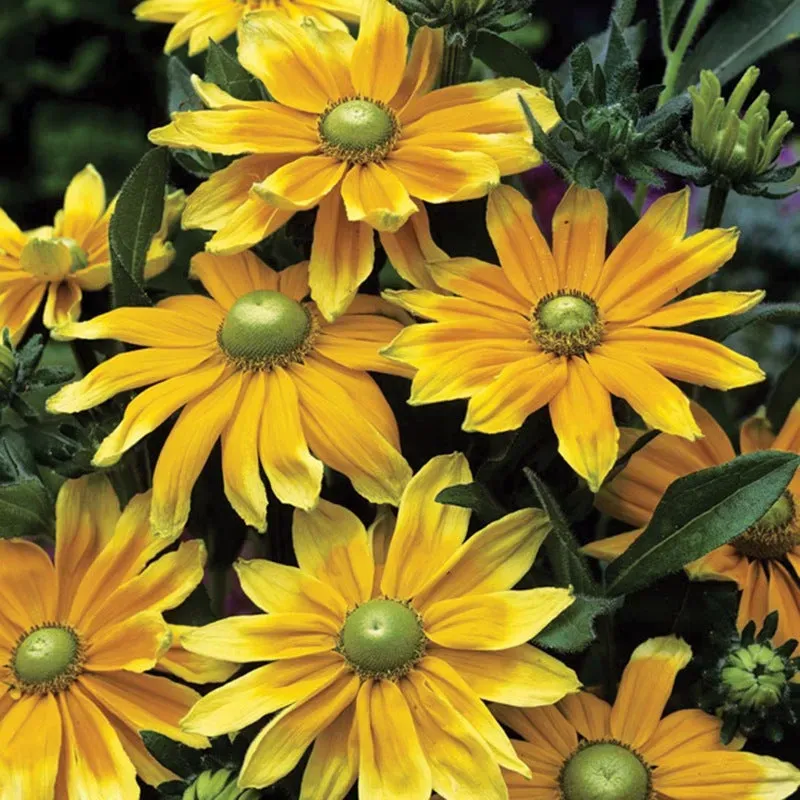 World Botanics Prairie Sun rudbeckia planten 15 stuks