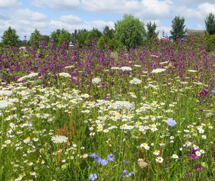 MediGran Daucus carota wilde peen zaden onbespoten
