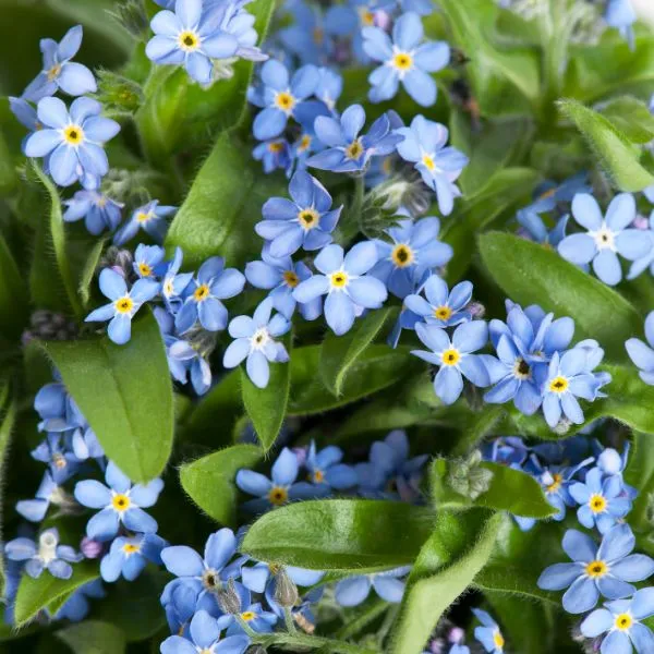 World Botanics Mon Amie Blue vergeet-mij-nietje 30 planten blauw