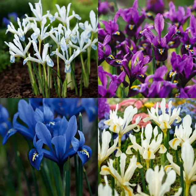 World Botanics Iris Reticulata bollen 80 stuks mix