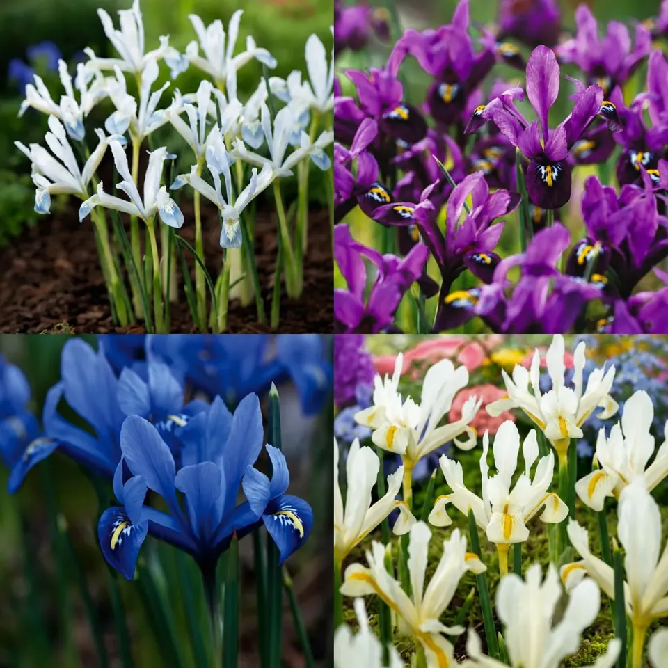 World Botanics Iris Reticulata bollen 80 stuks mix