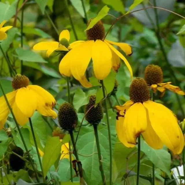 MediGran Rudbeckia Laciniata Slipbladige Zaden Hoog