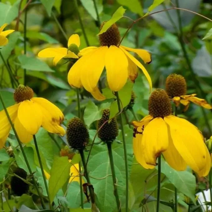 MediGran Rudbeckia Laciniata Slipbladige Zaden Hoog