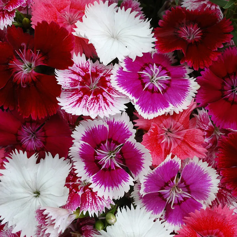 World Botanics Dianthus Festival Mixed F1 anjerplanten 15 stuks winterhard