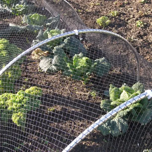 World Botanics vogelnet tuin 1 net 2 x 10 m zwart