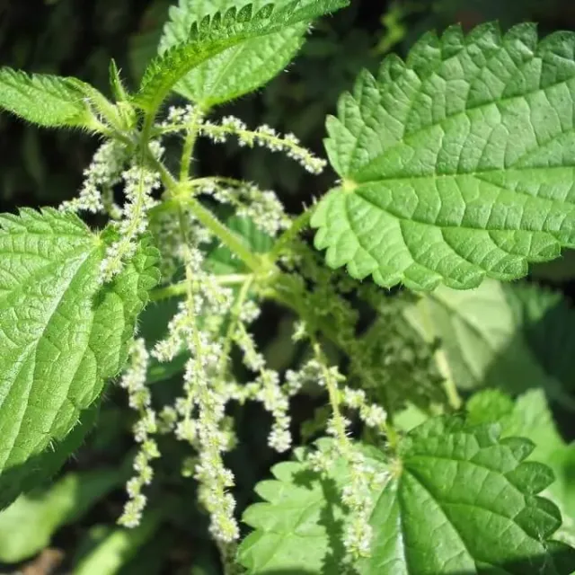 MediGran Urtica dioica zaden grote brandnetel
