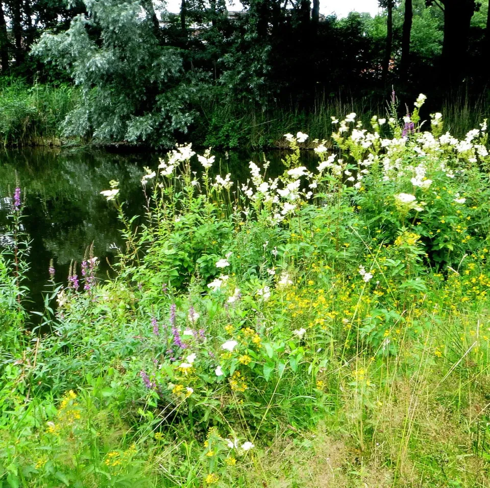 MediGran Oeverflora OE-27 bloemenmengsel natte oever