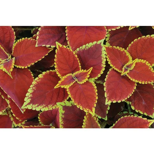 World Botanics Sunfighter Trusty Rusty coleus planten 5 stuks blad
