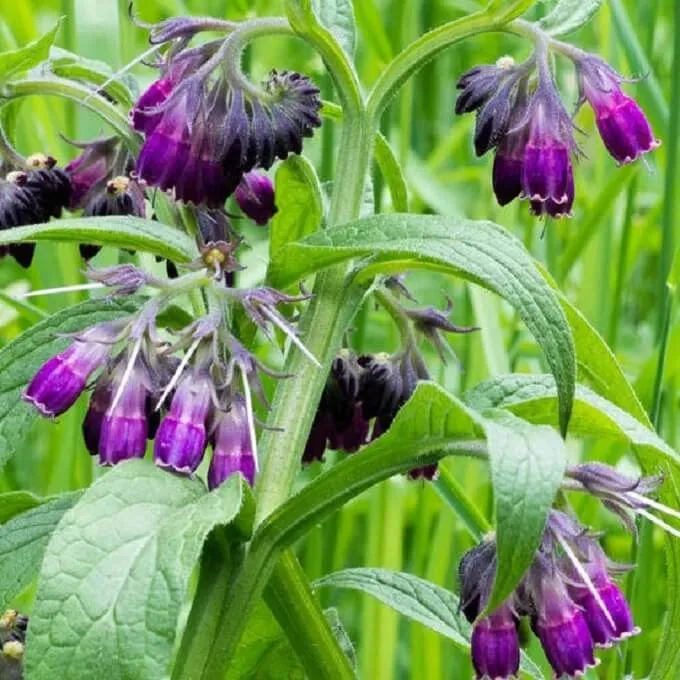 MediGran Gewone smeerwortel Symphytum officinale zaden onbespoten