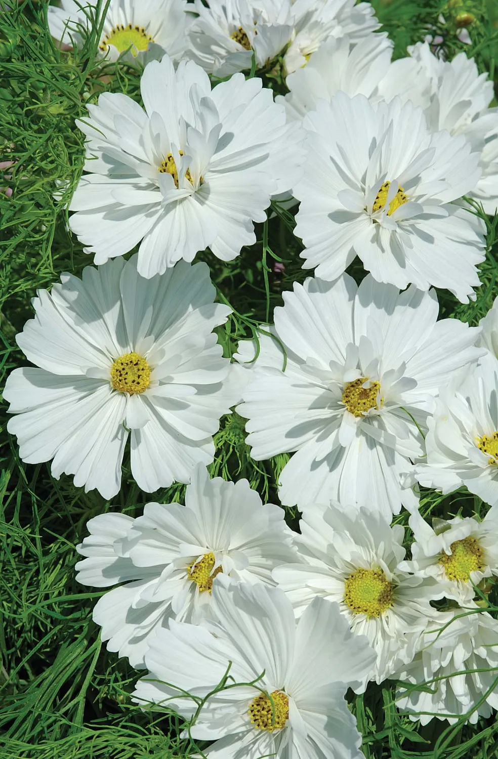 World Botanics Psyche White cosmos bloemzaden wit