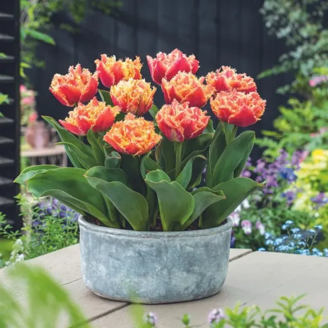 World Botanics Brisbane tulpenbollen 15 stuks dubbel