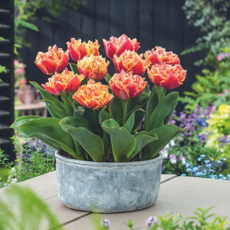 World Botanics Brisbane tulpenbollen 15 stuks dubbel