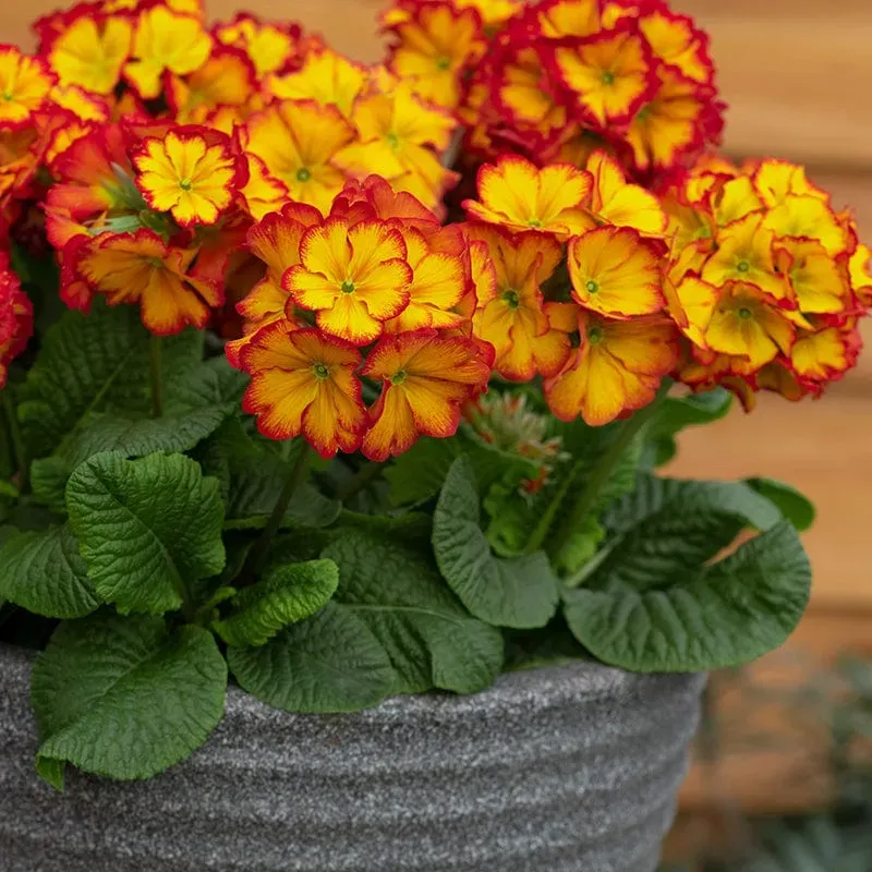World Botanics Showstopper Fire Dragon F1 perkplanten 15 stuks vurig