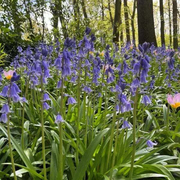 World Botanics Hyacinthoides Bluebell bloembollen 20 stuks blauw