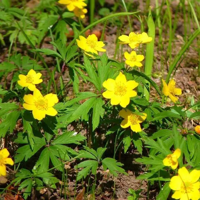 MediGran Anemone ranunculoides gele anemoon zaden onbespoten