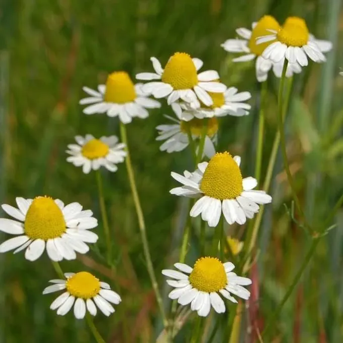 MediGran Matricaria chamomilla Echte kamille zaden thee