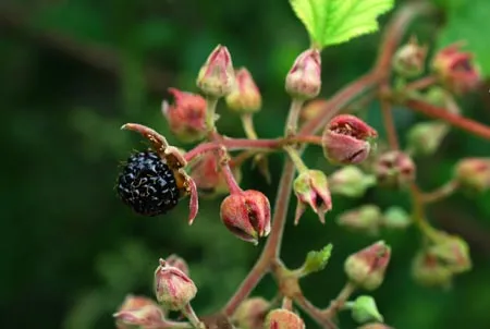 De Tuinen van MergenMetz Chinese braam plant Rubus setchuenensis doornloos