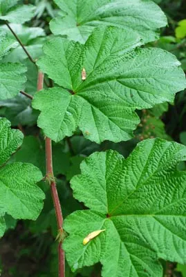 De Tuinen van MergenMetz Chinese braam plant Rubus setchuenensis doornloos