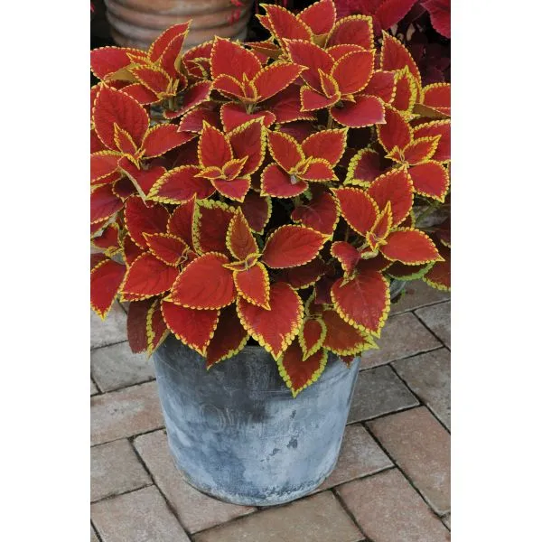 World Botanics Sunfighter Trusty Rusty coleus planten 5 stuks blad