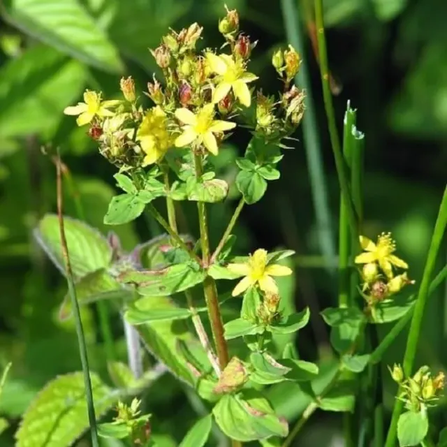MediGran Hypericum tetrapterum Gevleugeld hertshooi zaden nat