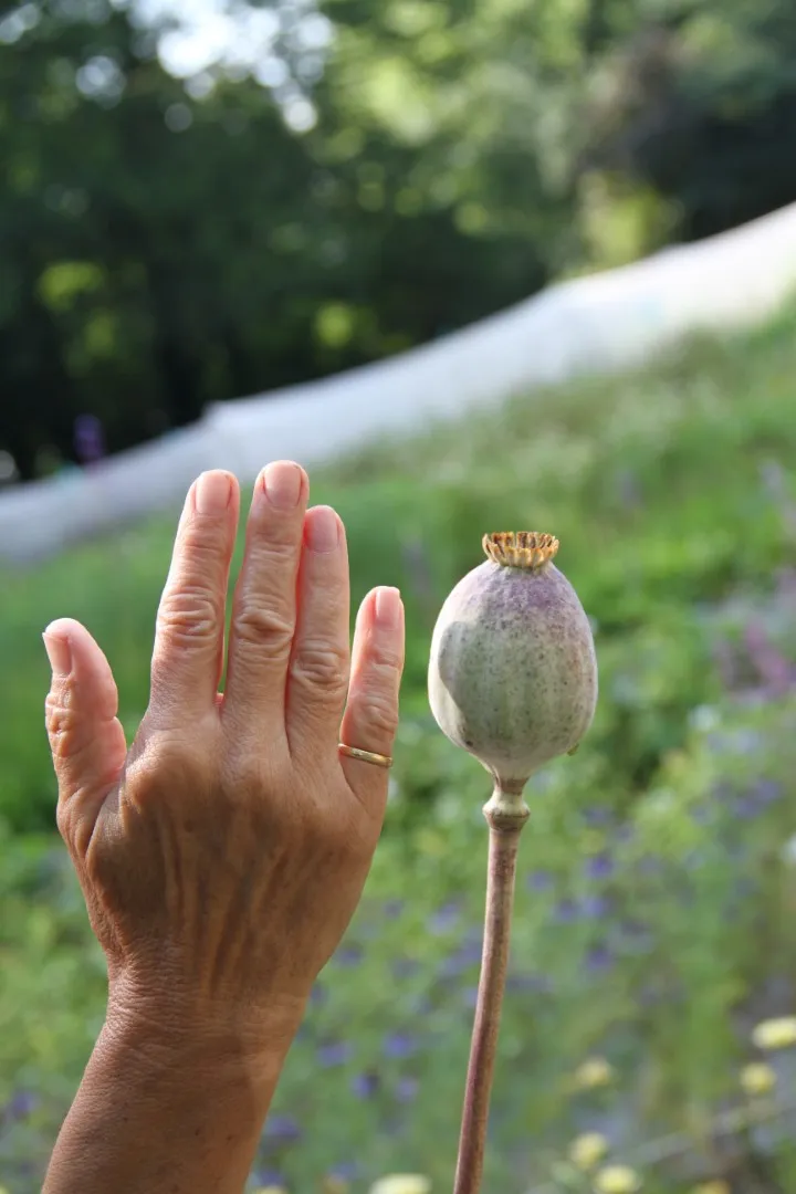 Vitale Rassen Papaver Bowling Ball zaden onbespoten
