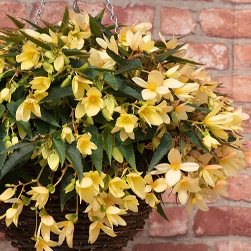 World Botanics Begonia Starshine Yellow planten 5 stuks geel