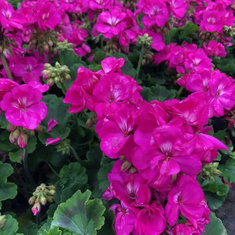 World Botanics Eco Merle Purple pelargonium 5 jonge planten paars