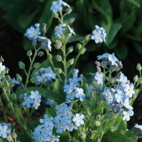 World Botanics Mon Amie Blue vergeet-mij-nietje 30 planten blauw