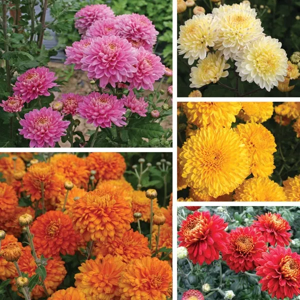 World Botanics Pennine chrysant jonge planten 5 stuks herfst