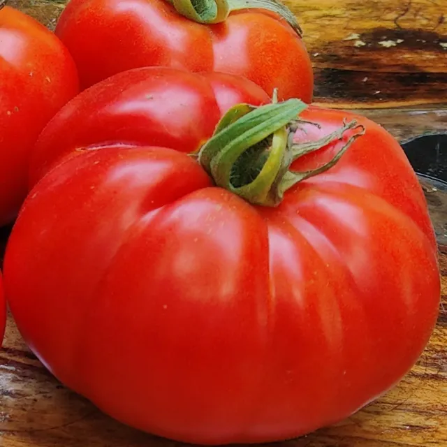 De Tuinen van MergenMetz Wonder van de Markt tomatenzaad 15 zaden productief