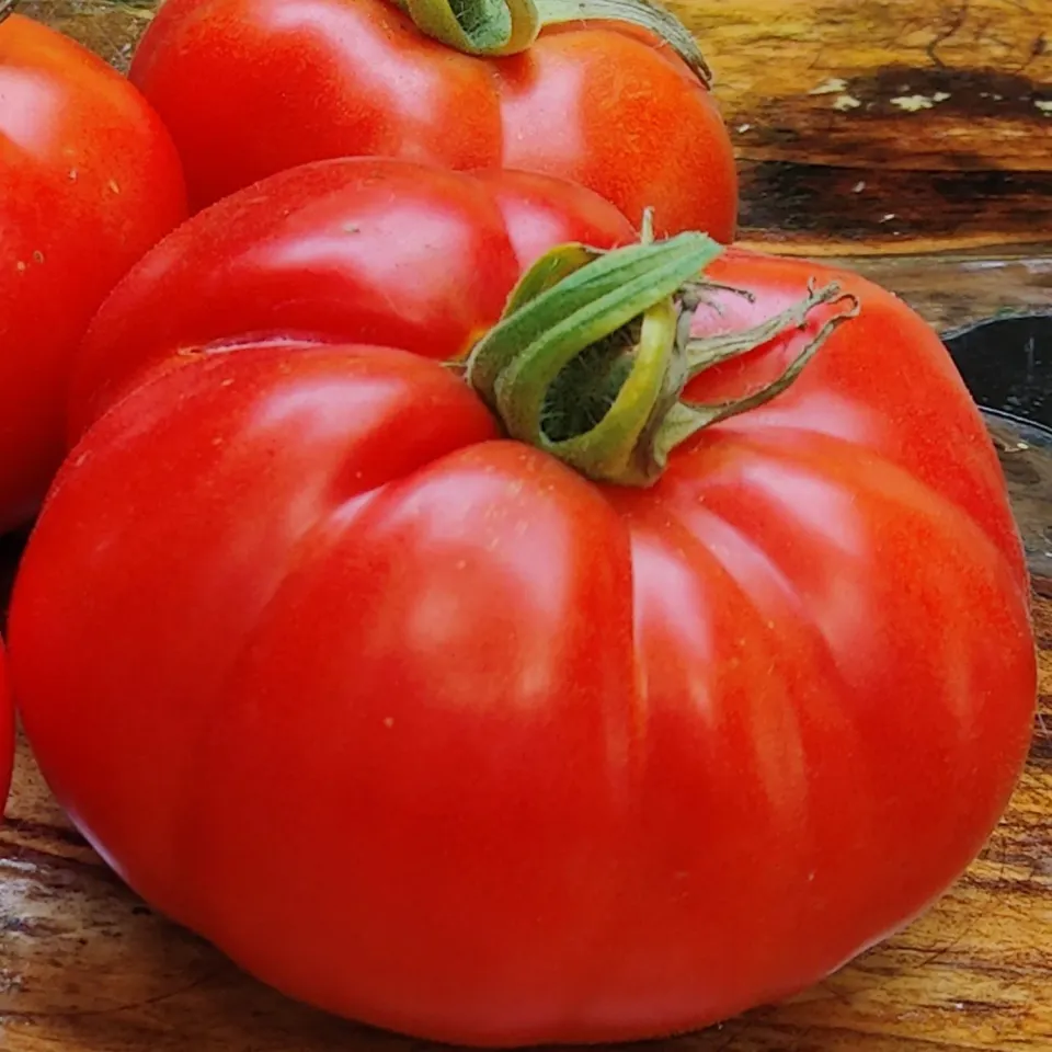 De Tuinen van MergenMetz Wonder van de Markt tomatenzaad 15 zaden productief
