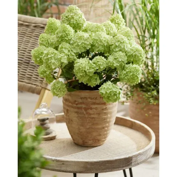 World Botanics Hydrangea Petite Cherry hortensia 1 potplant compact