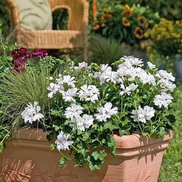 World Botanics Sunflair Eva White geranium jonge planten 5 stuks