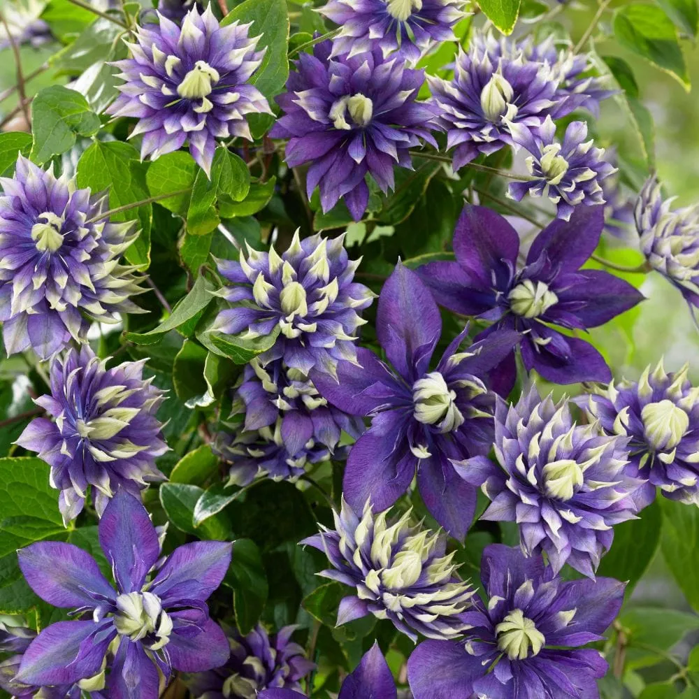 World Botanics Taiga clematis klimplant 9 cm pot
