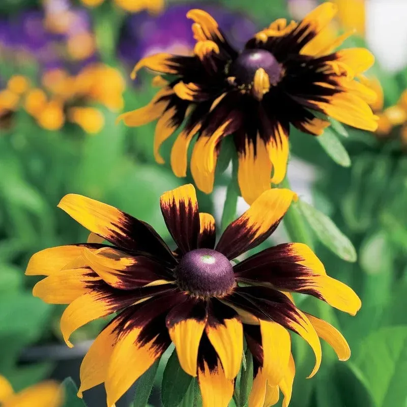 Johnsons Rudbeckia Aries bloemzaden vaste plant geel